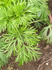 Ranunculus polyanthemos