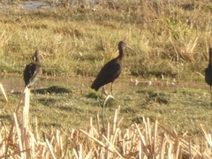 Plegadis ridgwayi