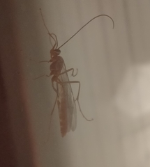 Ophion obscuratus