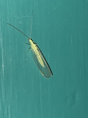 Chrysoperla carnea