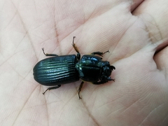 Odontotaenius