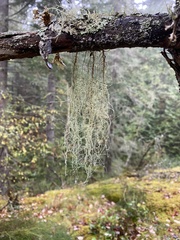 Alectoria sarmentosa