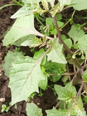 Solanum nigrum