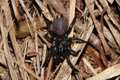 Porrhothele