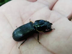 Odontotaenius