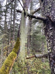 Alectoria sarmentosa