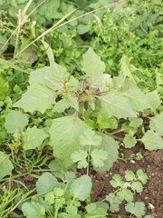 Solanum nigrum