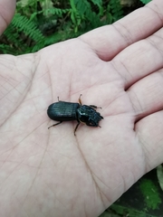 Odontotaenius