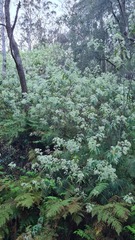 Astrotricha floccosa