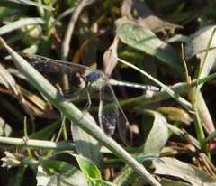 Diplacodes nebulosa