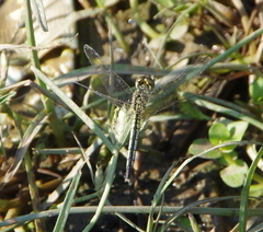 Diplacodes nebulosa