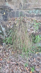 Themeda triandra