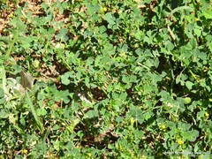 Medicago polymorpha