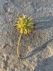 Liquidambar