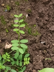 Vicia sativa