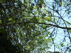 Fraxinus angustifolia