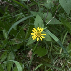 Leptocarpha rivularis