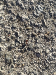 Pogonomyrmex occidentalis