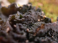 Lathagrium cristatum