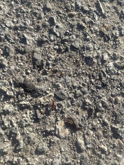 Pogonomyrmex occidentalis