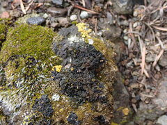 Lathagrium cristatum