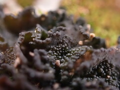 Lathagrium cristatum