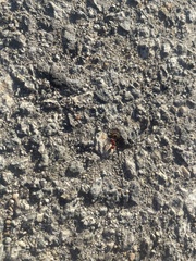 Pogonomyrmex occidentalis