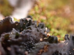 Lathagrium cristatum