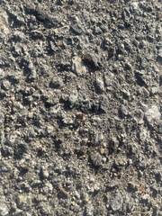 Pogonomyrmex occidentalis