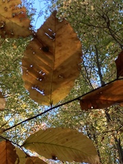 Litylenchus crenatae