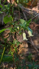 Billardiera scandens
