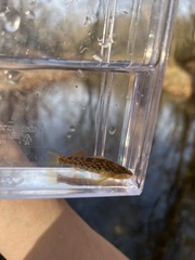 Etheostoma caeruleum