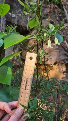 Billardiera scandens