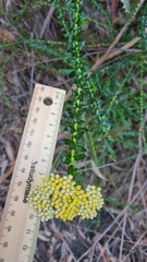 Cassinia denticulata