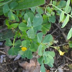 Medicago polymorpha