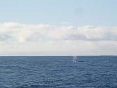 Megaptera novaeangliae australis