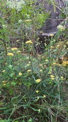 Cassinia denticulata