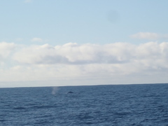 Megaptera novaeangliae australis