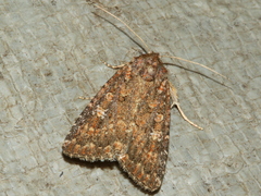 Hypoperigea tonsa