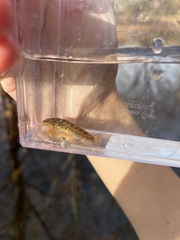 Etheostoma caeruleum