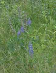 Lupinus perennis