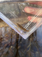 Etheostoma caeruleum