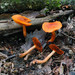 Cortinarius hesleri - Photo (c) tombigelow, some rights reserved (CC BY-NC), uploaded by tombigelow