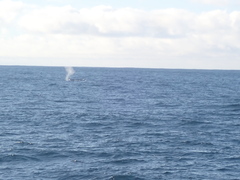 Megaptera novaeangliae australis