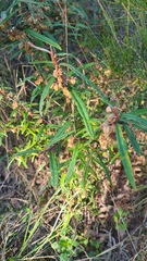Lasiopetalum ferrugineum