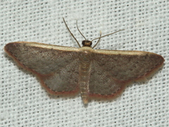 Idaea costaria