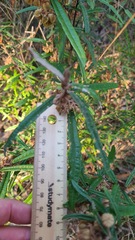 Lasiopetalum ferrugineum