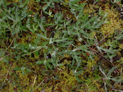 Eriophyllum
