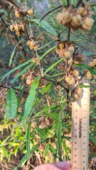 Lasiopetalum ferrugineum