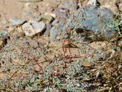 Euphorbia pediculifera